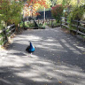 Meet your Posher, Cong